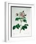 Rosa Alba Regalis, Engraved by Bessin-Pierre-Joseph Redouté-Framed Giclee Print