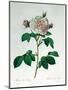 Rosa Alba Regalis, Engraved by Bessin-Pierre-Joseph Redouté-Mounted Giclee Print