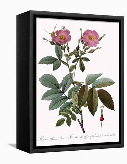 Rosa Alpina Laevis-Pierre Joseph Redoute-Framed Stretched Canvas