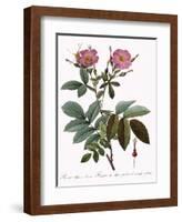 Rosa Alpina Laevis-Pierre Joseph Redoute-Framed Giclee Print