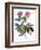 Rosa Alpina Laevis-Pierre Joseph Redoute-Framed Giclee Print