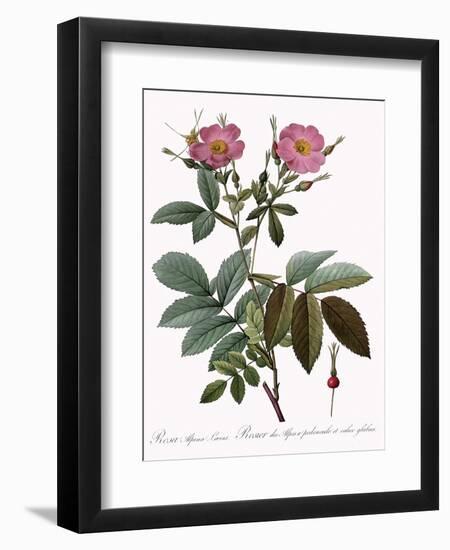 Rosa Alpina Laevis-Pierre Joseph Redoute-Framed Giclee Print