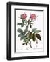 Rosa Alpina Laevis-Pierre Joseph Redoute-Framed Giclee Print