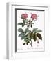 Rosa Alpina Laevis-Pierre Joseph Redoute-Framed Giclee Print