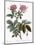 Rosa Alpina Laevis-Pierre Joseph Redoute-Mounted Giclee Print