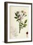 Rosa Arvensis White-Flowered Trailing Rose-null-Framed Giclee Print