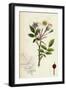 Rosa Arvensis White-Flowered Trailing Rose-null-Framed Giclee Print