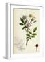 Rosa Arvensis White-Flowered Trailing Rose-null-Framed Giclee Print