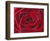 Rosa 'Baccara' Hybrid Tea Rose-Clive Nichols-Framed Photographic Print