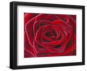 Rosa 'Baccara' Hybrid Tea Rose-Clive Nichols-Framed Photographic Print