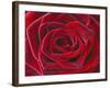 Rosa 'Baccara' Hybrid Tea Rose-Clive Nichols-Framed Photographic Print