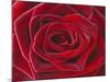 Rosa 'Baccara' Hybrid Tea Rose-Clive Nichols-Mounted Photographic Print