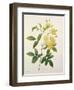 Rosa Banksiae (Banks's Rose), from 'Choix Des Plus Belles Fleurs', 1827-Pierre-Joseph Redouté-Framed Giclee Print