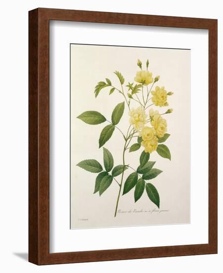 Rosa Banksiae (Banks's Rose), from 'Choix Des Plus Belles Fleurs', 1827-Pierre-Joseph Redouté-Framed Giclee Print