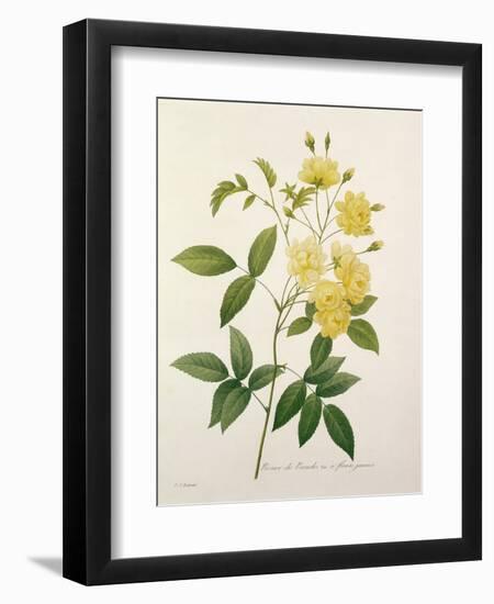 Rosa Banksiae (Banks's Rose), from 'Choix Des Plus Belles Fleurs', 1827-Pierre-Joseph Redouté-Framed Giclee Print