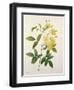 Rosa Banksiae (Banks's Rose), from 'Choix Des Plus Belles Fleurs', 1827-Pierre-Joseph Redouté-Framed Giclee Print