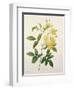 Rosa Banksiae (Banks's Rose), from 'Choix Des Plus Belles Fleurs', 1827-Pierre-Joseph Redouté-Framed Giclee Print