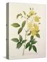 Rosa Banksiae (Banks's Rose), from 'Choix Des Plus Belles Fleurs', 1827-Pierre-Joseph Redouté-Stretched Canvas