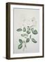 Rosa Belmonte-Sally Crosthwaite-Framed Giclee Print