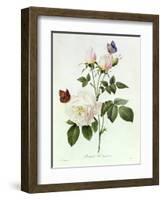 Rosa Bengale the Hymenes-Pierre-Joseph Redouté-Framed Giclee Print