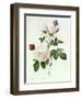 Rosa Bengale the Hymenes-Pierre-Joseph Redouté-Framed Giclee Print