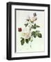 Rosa Bengale the Hymenes-Pierre-Joseph Redouté-Framed Giclee Print