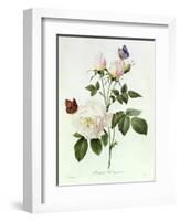 Rosa Bengale the Hymenes-Pierre-Joseph Redouté-Framed Giclee Print