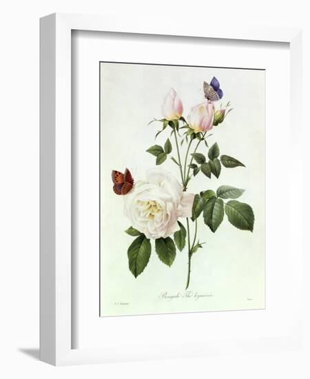 Rosa Bengale the Hymenes-Pierre-Joseph Redouté-Framed Giclee Print