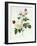 Rosa Bengale the Hymenes-Pierre-Joseph Redouté-Framed Giclee Print