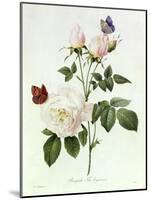 Rosa Bengale the Hymenes-Pierre-Joseph Redouté-Mounted Giclee Print