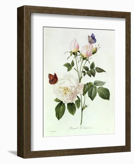 Rosa Bengale the Hymenes-Pierre-Joseph Redouté-Framed Premium Giclee Print