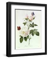 Rosa Bengale the Hymenes-Pierre-Joseph Redouté-Framed Premium Giclee Print