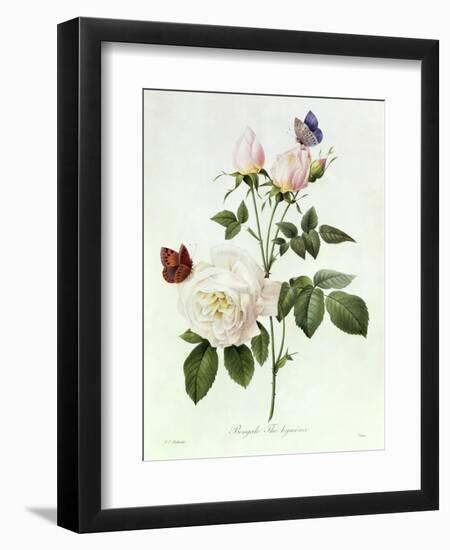 Rosa Bengale the Hymenes-Pierre-Joseph Redouté-Framed Premium Giclee Print