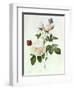 Rosa Bengale the Hymenes-Pierre-Joseph Redouté-Framed Premium Giclee Print