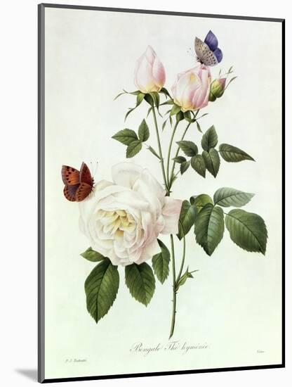 Rosa Bengale the Hymenes-Pierre-Joseph Redouté-Mounted Premium Giclee Print