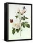 Rosa Bengale the Hymenes-Pierre-Joseph Redouté-Framed Stretched Canvas