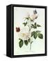 Rosa Bengale the Hymenes-Pierre-Joseph Redouté-Framed Stretched Canvas