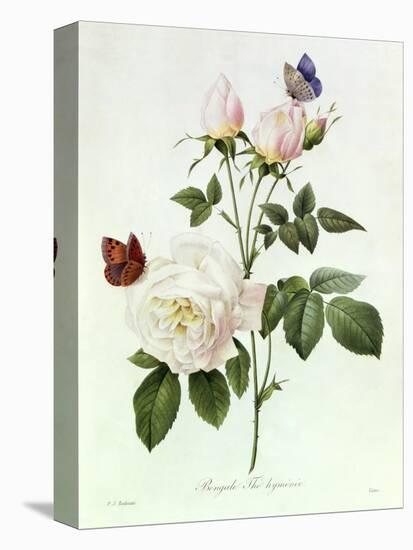 Rosa Bengale the Hymenes-Pierre-Joseph Redouté-Stretched Canvas