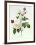 Rosa Bengale the Hymenes-Pierre-Joseph Redouté-Framed Giclee Print