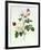 Rosa Bengale the Hymenes-Pierre-Joseph Redouté-Framed Giclee Print