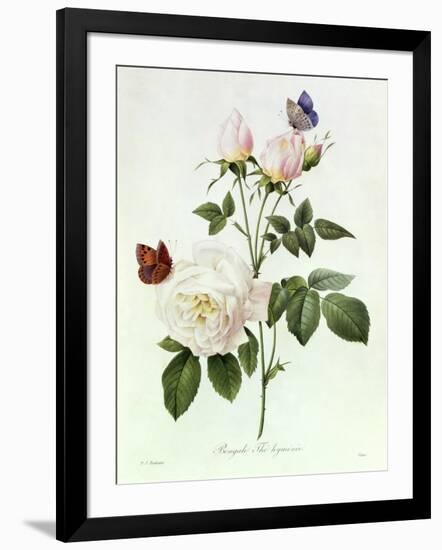 Rosa Bengale the Hymenes-Pierre-Joseph Redouté-Framed Giclee Print