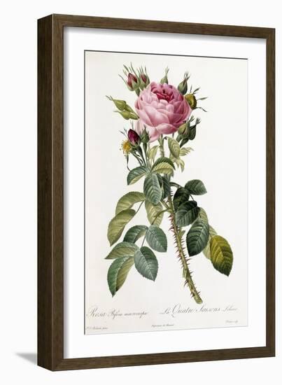 Rosa Bifera Macrocarpa, 1817-1824-Pierre-Joseph Redouté-Framed Giclee Print