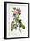 Rosa Bifera Macrocarpa, 1817-1824-Pierre-Joseph Redouté-Framed Giclee Print