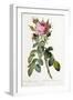 Rosa Bifera Macrocarpa, 1817-1824-Pierre-Joseph Redouté-Framed Giclee Print