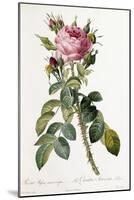 Rosa Bifera Macrocarpa, 1817-1824-Pierre-Joseph Redouté-Mounted Giclee Print