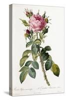 Rosa Bifera Macrocarpa, 1817-1824-Pierre-Joseph Redouté-Stretched Canvas