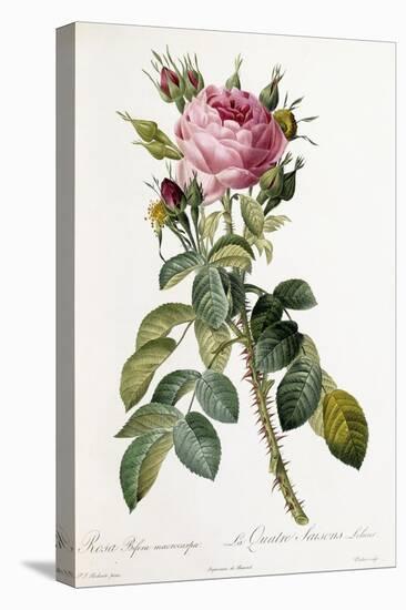 Rosa Bifera Macrocarpa, 1817-1824-Pierre-Joseph Redouté-Stretched Canvas
