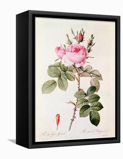 Rosa Bifera Officinalis, from "Les Roses" by Claude Antoine Thory-Pierre-Joseph Redouté-Framed Stretched Canvas