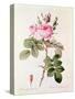 Rosa Bifera Officinalis, from "Les Roses" by Claude Antoine Thory-Pierre-Joseph Redouté-Stretched Canvas
