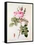 Rosa Bifera Officinalis, from "Les Roses" by Claude Antoine Thory-Pierre-Joseph Redouté-Framed Stretched Canvas